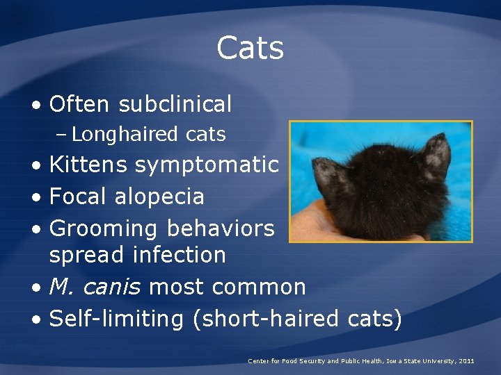 Cats • Often subclinical – Longhaired cats • Kittens symptomatic • Focal alopecia •