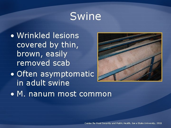 Swine • Wrinkled lesions covered by thin, brown, easily removed scab • Often asymptomatic