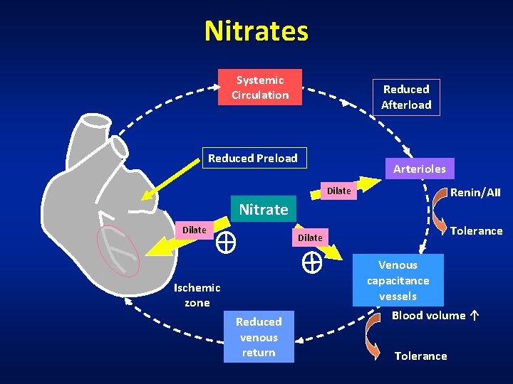 Nitrates Systemic Circulation Reduced Afterload Reduced Preload Arterioles Renin/AII Dilate Nitrate Dilate Tolerance Dilate