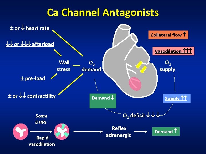 Ca Channel Antagonists or heart rate Collateral flow or afterload Vasodilation Wall stress O