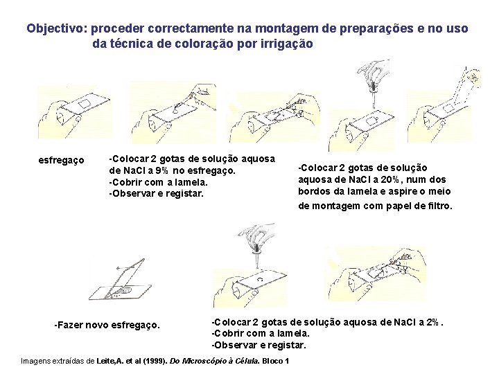 Objectivo: proceder correctamente na montagem de preparações e no uso da técnica de coloração