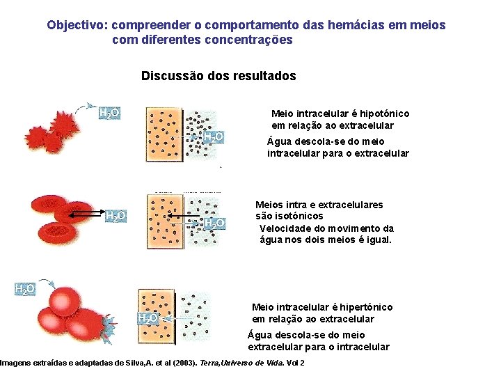 Objectivo: compreender o comportamento das hemácias em meios com diferentes concentrações Discussão dos resultados