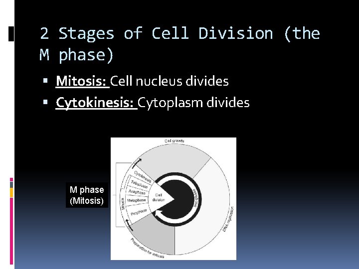 2 Stages of Cell Division (the M phase) Mitosis: Cell nucleus divides Cytokinesis: Cytoplasm