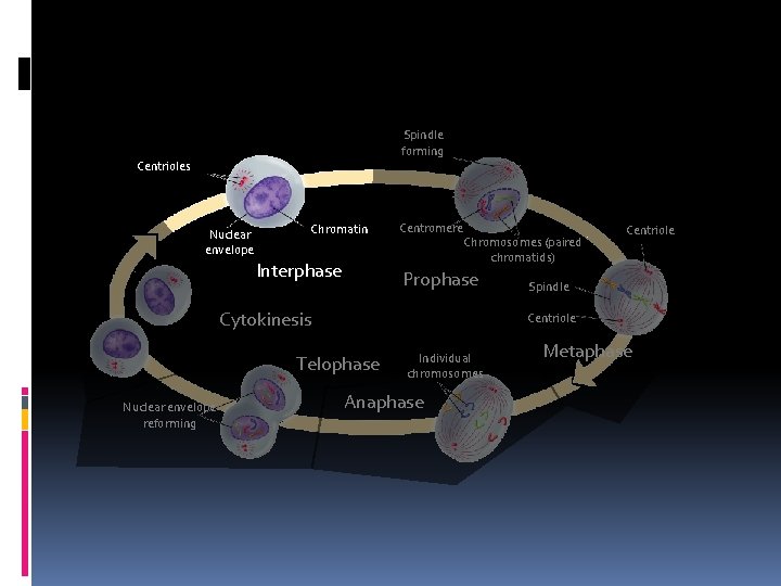 Spindle forming Centrioles Nuclear envelope Chromatin Interphase Centromere Chromosomes (paired chromatids) Prophase Cytokinesis Spindle