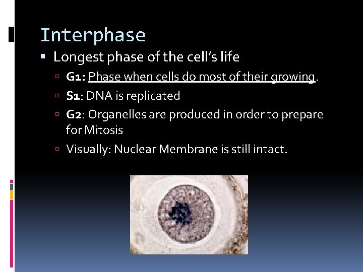 Interphase Longest phase of the cell’s life G 1: Phase when cells do most