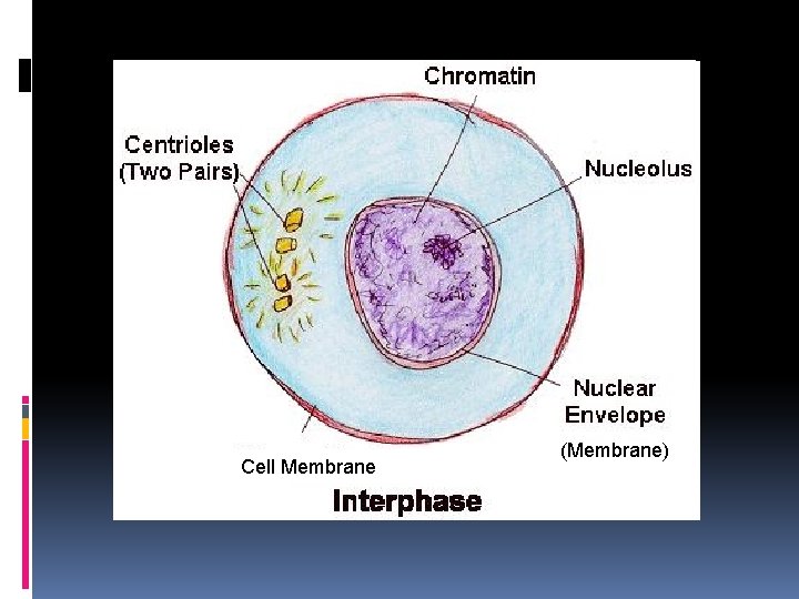 Cell Membrane (Membrane) 