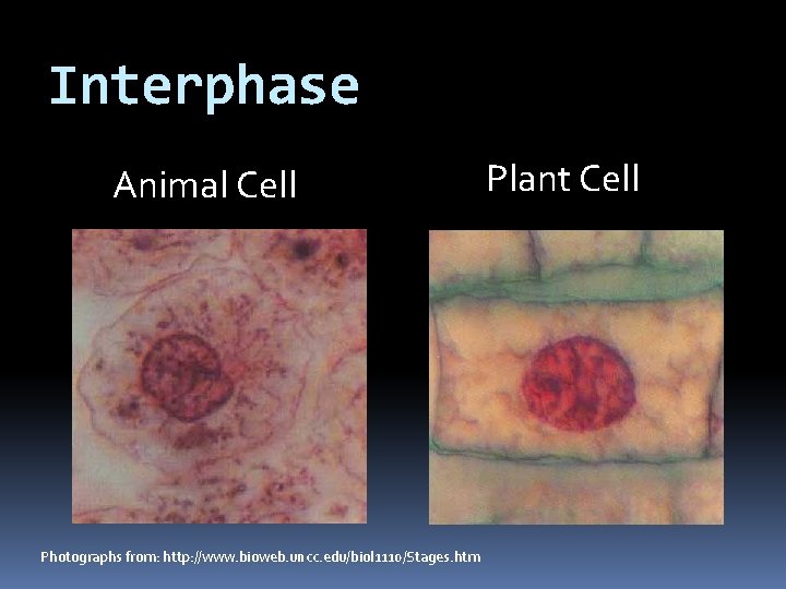 Interphase Animal Cell Photographs from: http: //www. bioweb. uncc. edu/biol 1110/Stages. htm Plant Cell