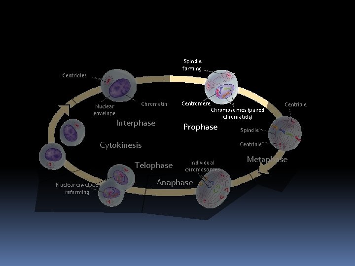 Spindle forming Centrioles Nuclear envelope Chromatin Interphase Centromere Chromosomes (paired chromatids) Prophase Cytokinesis Spindle