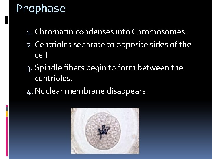Prophase 1. Chromatin condenses into Chromosomes. 2. Centrioles separate to opposite sides of the