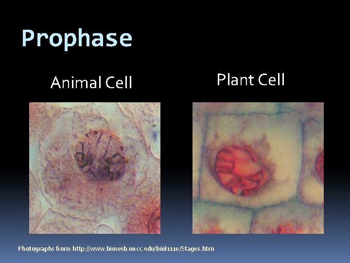 Prophase Animal Cell Photographs from: http: //www. bioweb. uncc. edu/biol 1110/Stages. htm Plant Cell