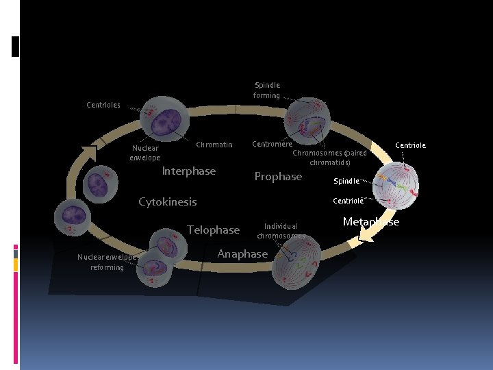 Spindle forming Centrioles Nuclear envelope Chromatin Interphase Centromere Chromosomes (paired chromatids) Prophase Cytokinesis Spindle