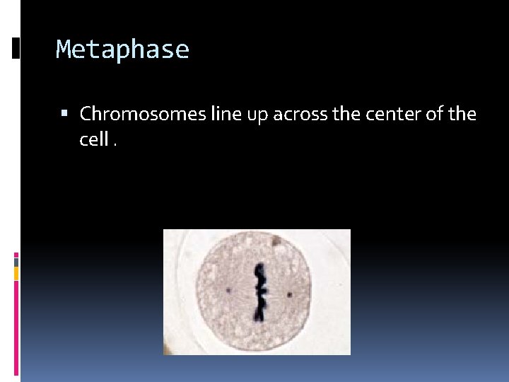Metaphase Chromosomes line up across the center of the cell. 