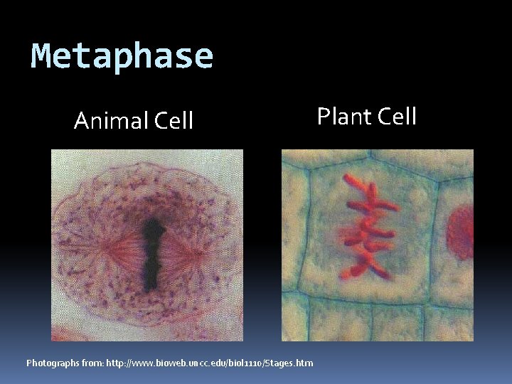 Metaphase Animal Cell Photographs from: http: //www. bioweb. uncc. edu/biol 1110/Stages. htm Plant Cell