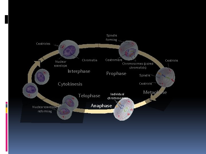Spindle forming Centrioles Nuclear envelope Chromatin Interphase Centromere Chromosomes (paired chromatids) Prophase Cytokinesis Spindle