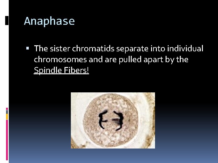 Anaphase The sister chromatids separate into individual chromosomes and are pulled apart by the