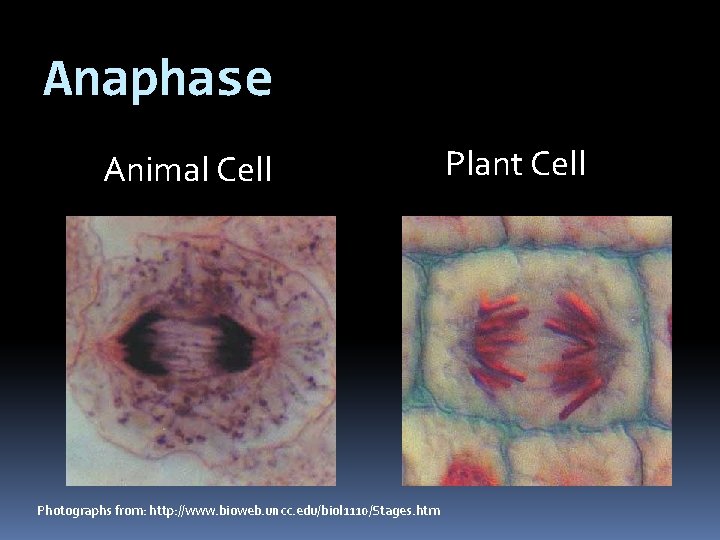 Anaphase Animal Cell Photographs from: http: //www. bioweb. uncc. edu/biol 1110/Stages. htm Plant Cell