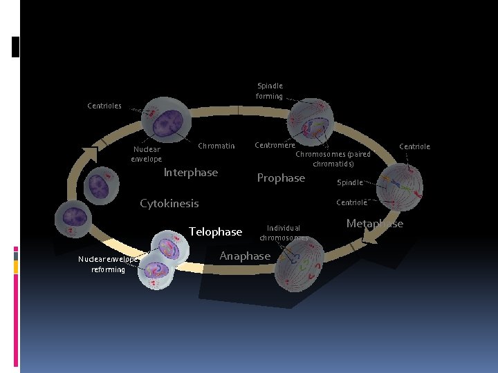 Spindle forming Centrioles Nuclear envelope Chromatin Interphase Centromere Chromosomes (paired chromatids) Prophase Cytokinesis Spindle