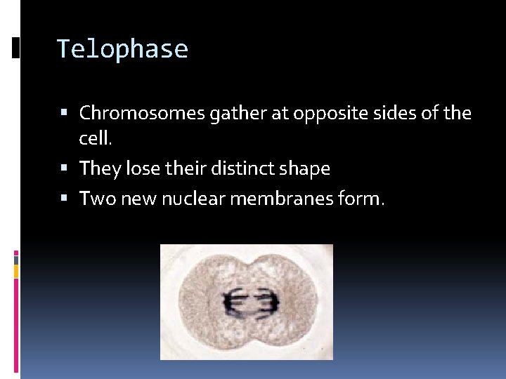 Telophase Chromosomes gather at opposite sides of the cell. They lose their distinct shape