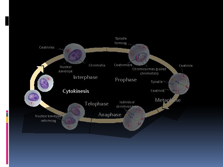 Section 10 -2 Spindle forming Centrioles Nuclear envelope Chromatin Interphase Centromere Chromosomes (paired chromatids)