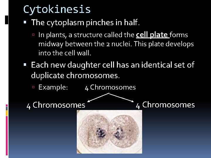 Cytokinesis The cytoplasm pinches in half. In plants, a structure called the cell plate