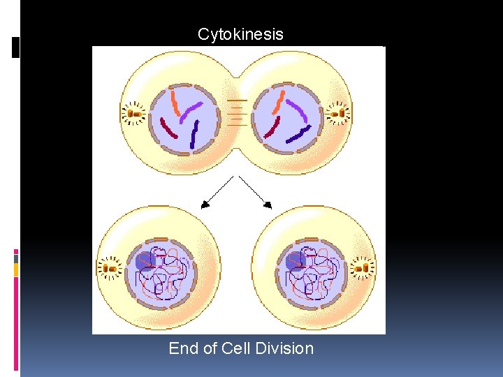 Cytokinesis End of Cell Division 