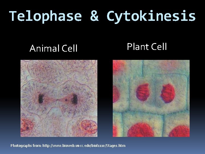 Telophase & Cytokinesis Animal Cell Photographs from: http: //www. bioweb. uncc. edu/biol 1110/Stages. htm