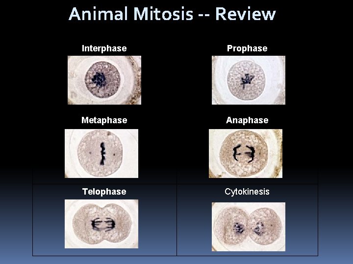 Animal Mitosis -- Review Interphase Prophase Metaphase Anaphase Telophase Cytokinesis 