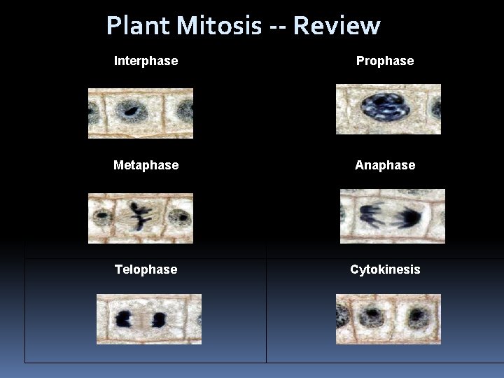 Plant Mitosis -- Review Interphase Prophase Metaphase Anaphase Telophase Cytokinesis 
