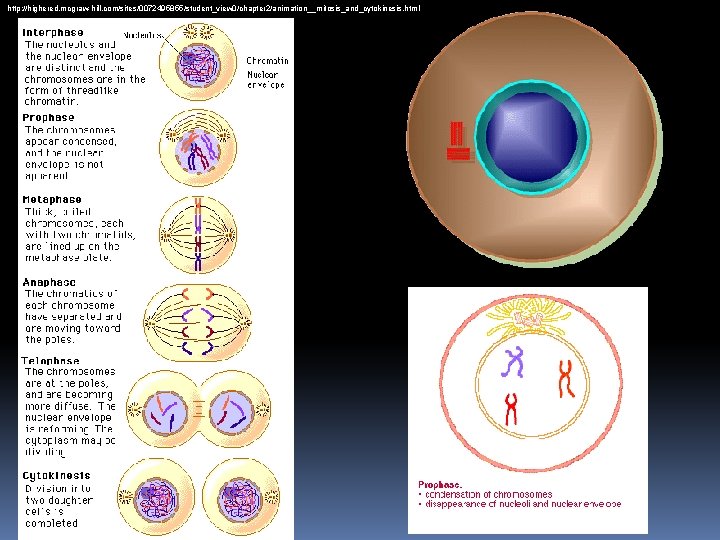 http: //highered. mcgraw-hill. com/sites/0072495855/student_view 0/chapter 2/animation__mitosis_and_cytokinesis. html 