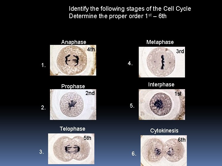 Identify the following stages of the Cell Cycle Determine the proper order 1 st