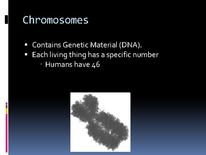 Chromosomes Contains Genetic Material (DNA). Each living thing has a specific number Humans have