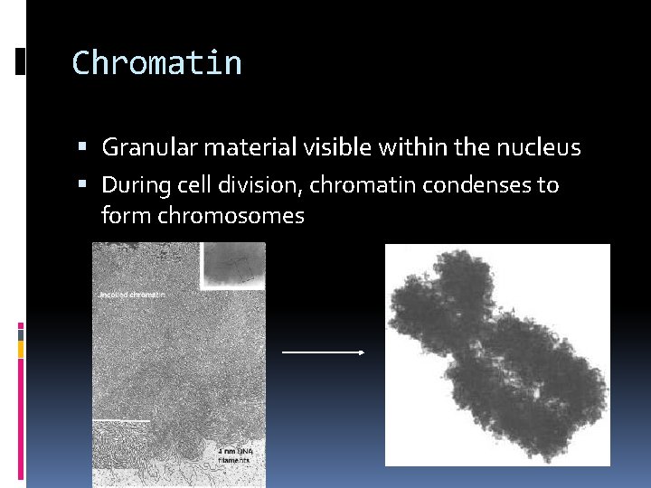 Chromatin Granular material visible within the nucleus During cell division, chromatin condenses to form