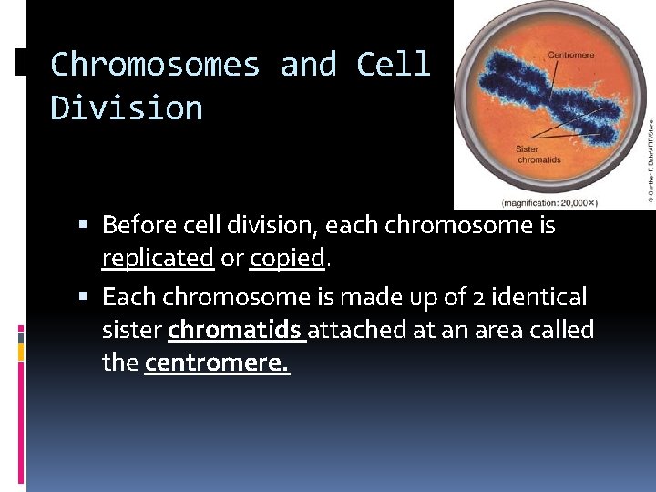 Chromosomes and Cell Division Before cell division, each chromosome is replicated or copied. Each