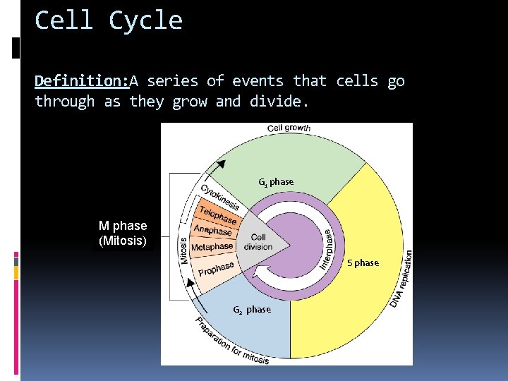 Cell Cycle Definition: A series of events that cells go through as they grow