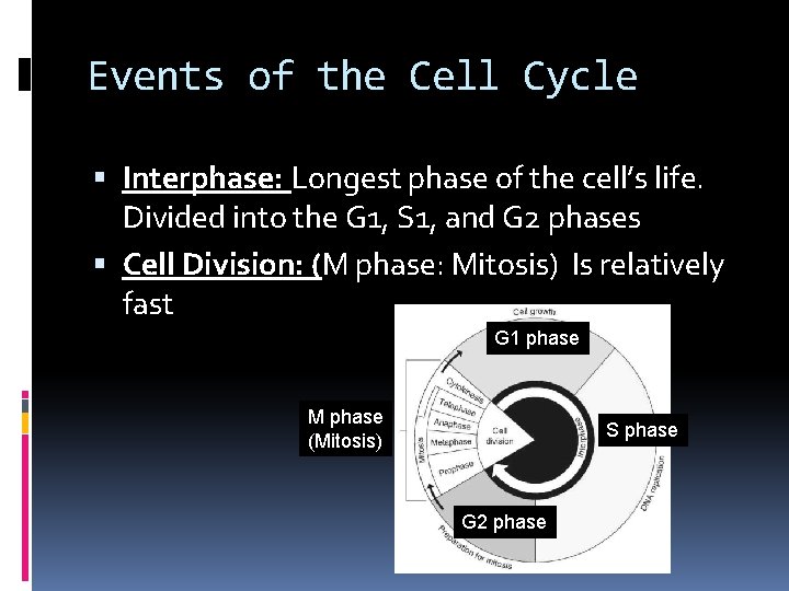 Events of the Cell Cycle Interphase: Longest phase of the cell’s life. Divided into