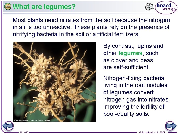 What are legumes? Most plants need nitrates from the soil because the nitrogen in