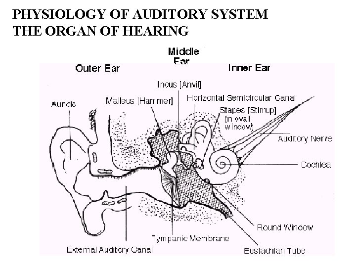 PHYSIOLOGY OF AUDITORY SYSTEM THE ORGAN OF HEARING PHYSIOLOGY OF AUDITORY SYSTEM THE ORGAN OF HEARING