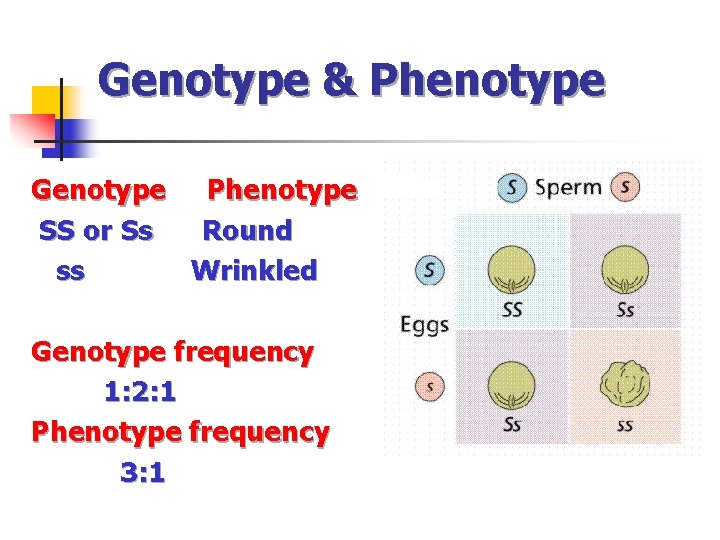 Genotype & Phenotype Genotype Phenotype SS or Ss Round ss Wrinkled Genotype frequency 1: