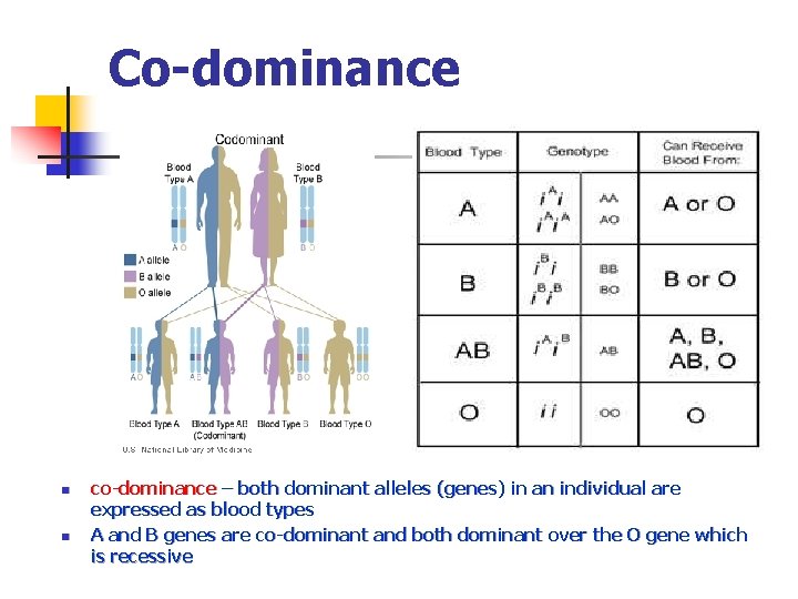 Co-dominance n n co-dominance – both dominant alleles (genes) in an individual are expressed
