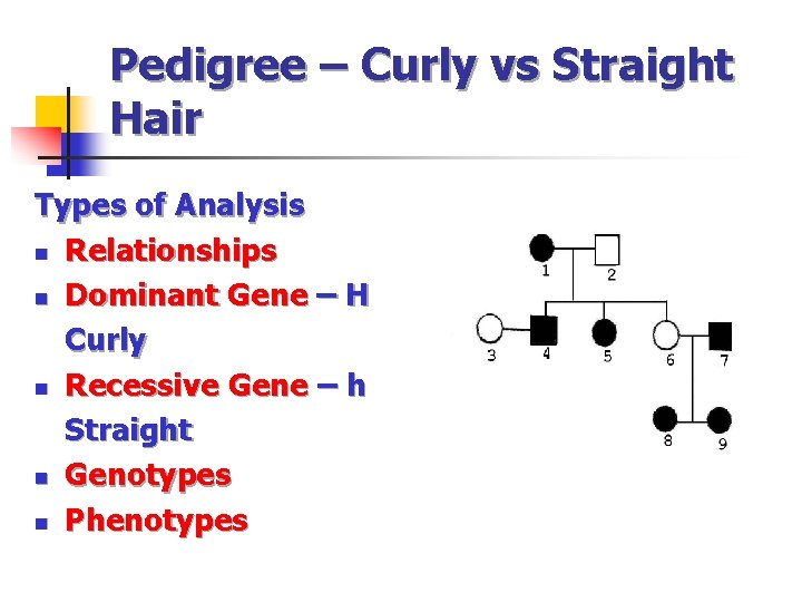 Pedigree – Curly vs Straight Hair Types of Analysis n Relationships n Dominant Gene