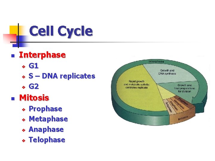 Cell Cycle n Interphase v v v n G 1 S – DNA replicates