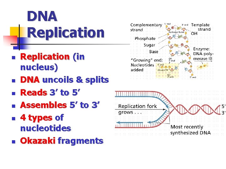 DNA Replication n n n Replication (in nucleus) DNA uncoils & splits Reads 3’
