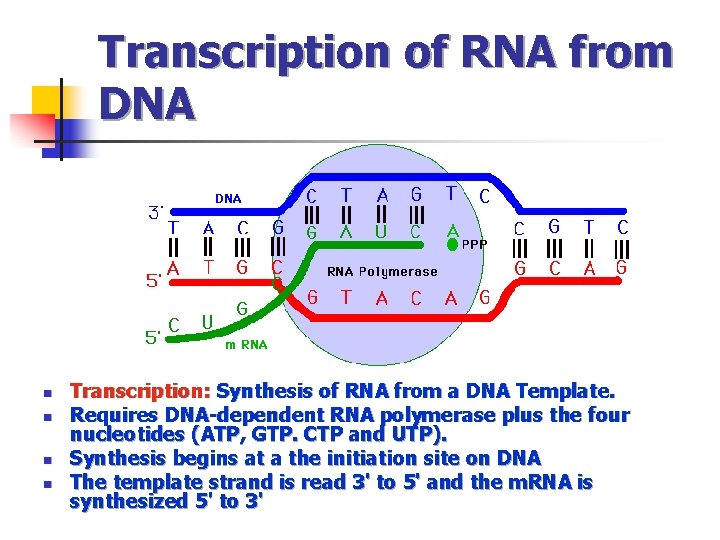 Transcription of RNA from DNA n n Transcription: Synthesis of RNA from a DNA