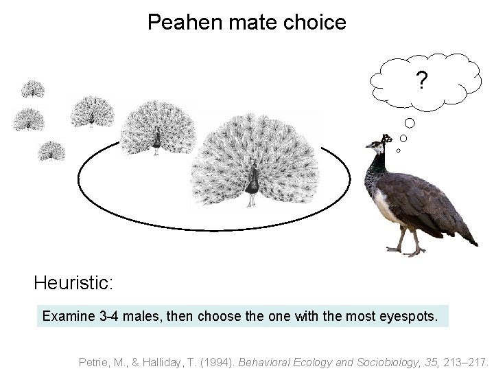 Peahen mate choice ? Heuristic: Examine 3 -4 males, then choose the one with