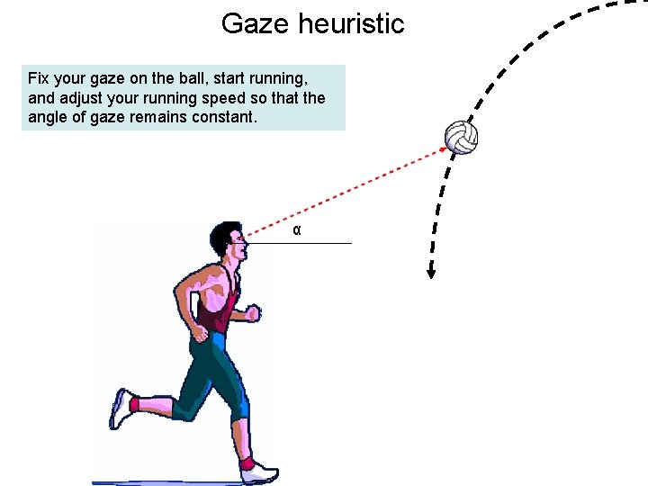 Gaze heuristic Fix your gaze on the ball, start running, and adjust your running