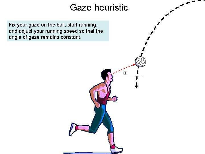 Gaze heuristic Fix your gaze on the ball, start running, and adjust your running