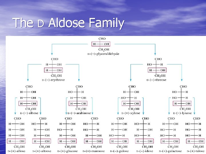 The D Aldose Family 