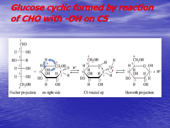 Glucose cyclic formed by reaction of CHO with -OH on C 5. 