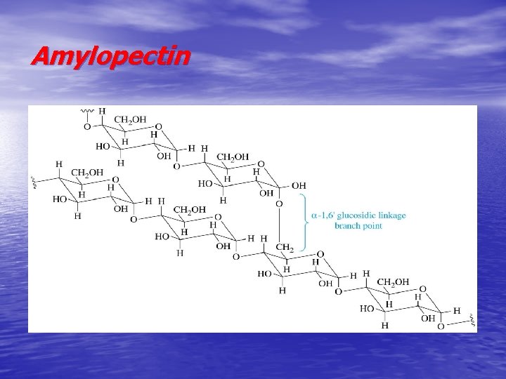 Amylopectin 