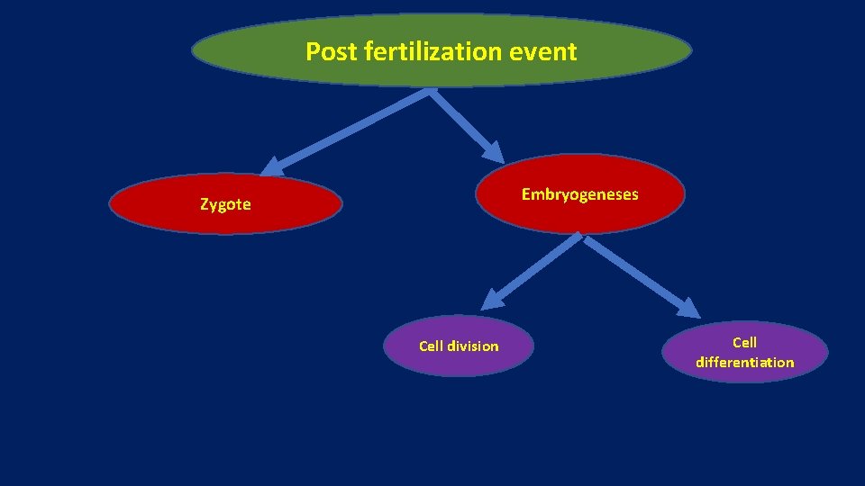 Post fertilization event Embryogeneses Zygote Cell division Cell differentiation 